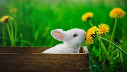 乐鱼vip-中国女足在比赛中展现出高超球技，中国女足足球